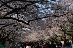 3月31日　上野　桜