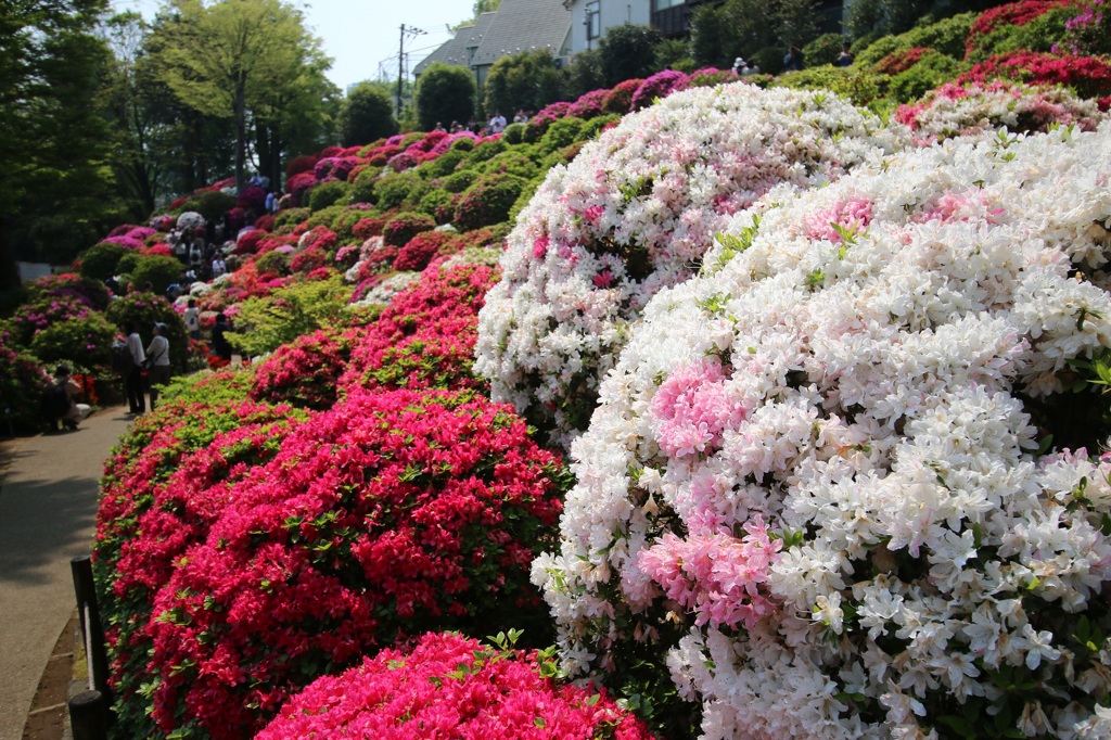 東京都文京区根津神社　つつじが岡