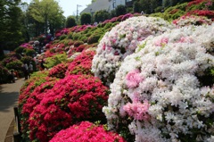 東京都文京区根津神社　つつじが岡