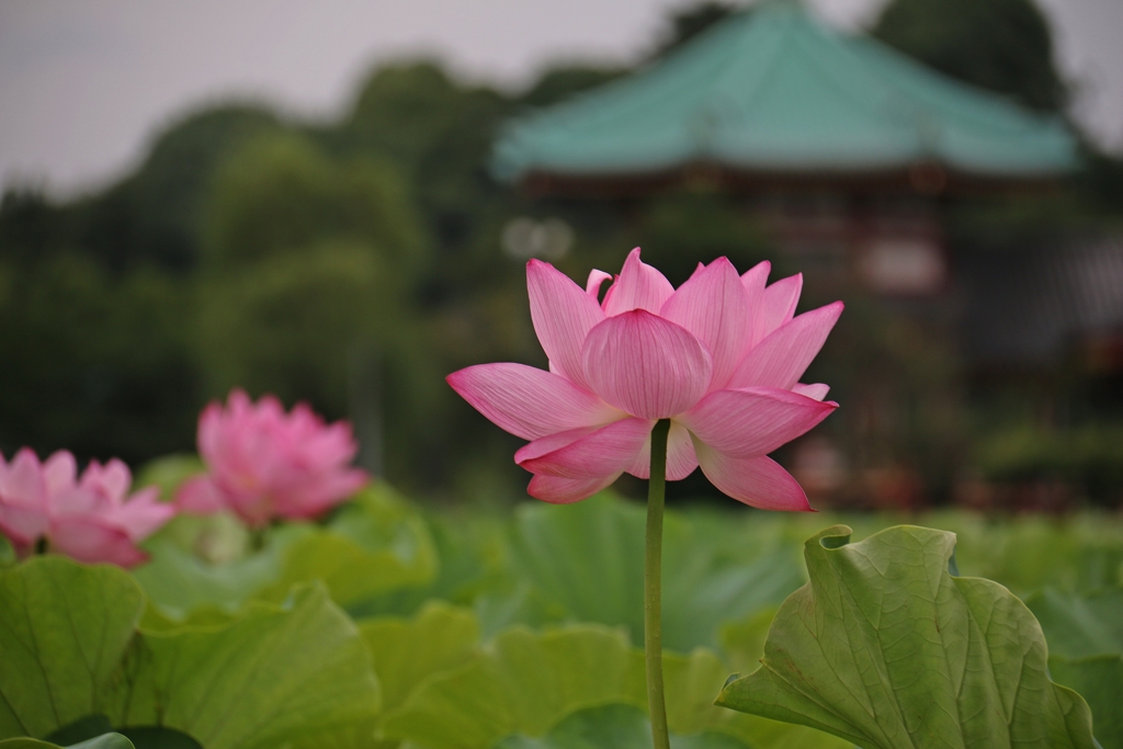 不忍の池　ハス