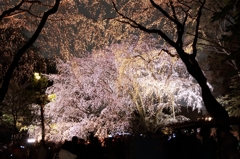 夜桜　遠くから