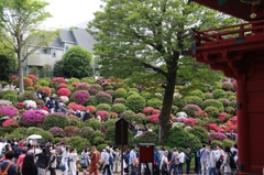 根津神社つつじ祭り2