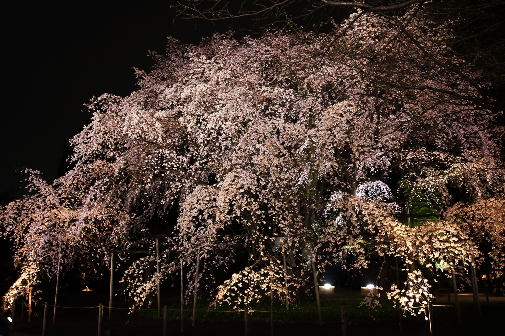 夜桜 六義園+
