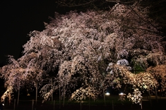 夜桜 六義園+