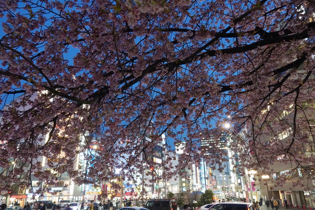 上野　桜