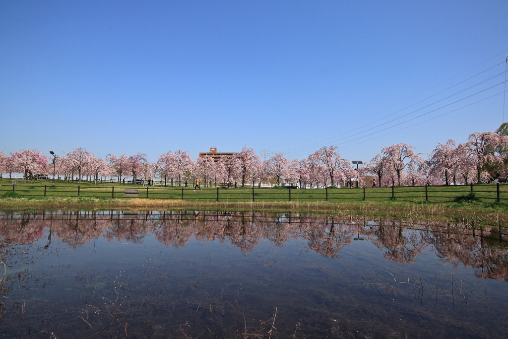 地元の公園