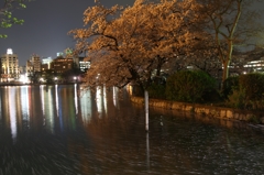 上野　夜桜