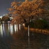 上野　夜桜