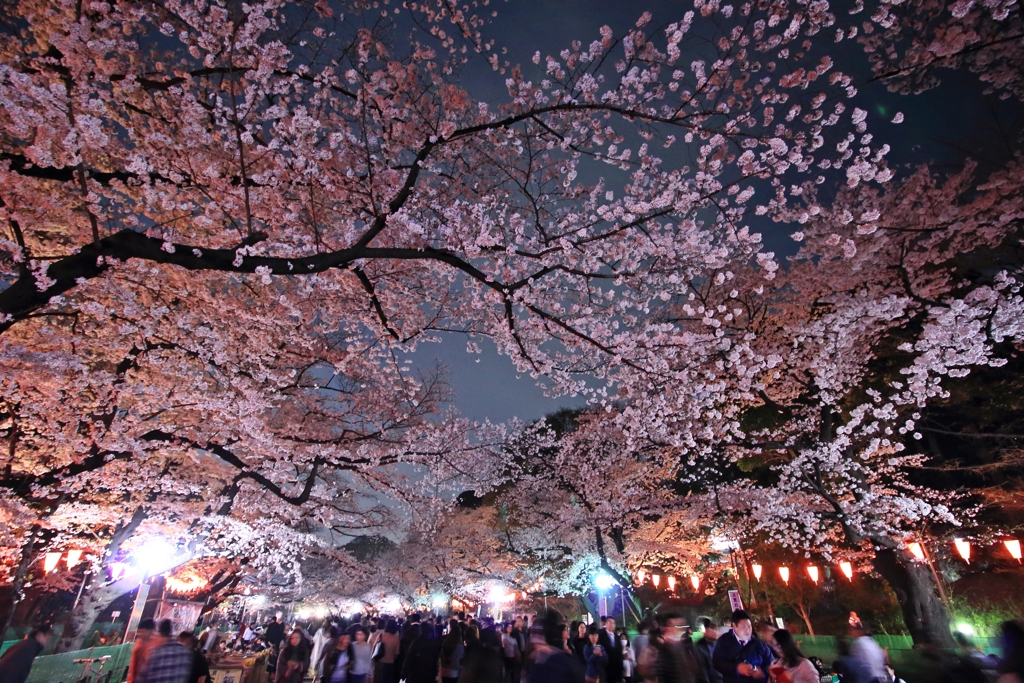 上野夜桜