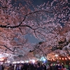 上野夜桜