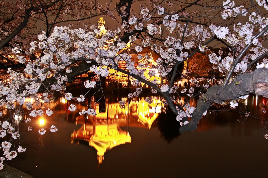 不忍の池　夜桜