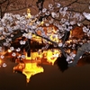 不忍の池　夜桜