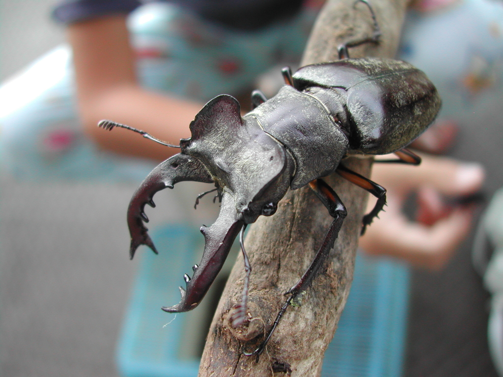 ミヤマクワガタ