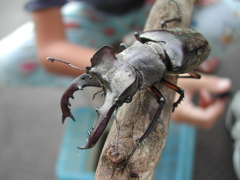 ミヤマクワガタ