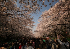 上野 満開初日