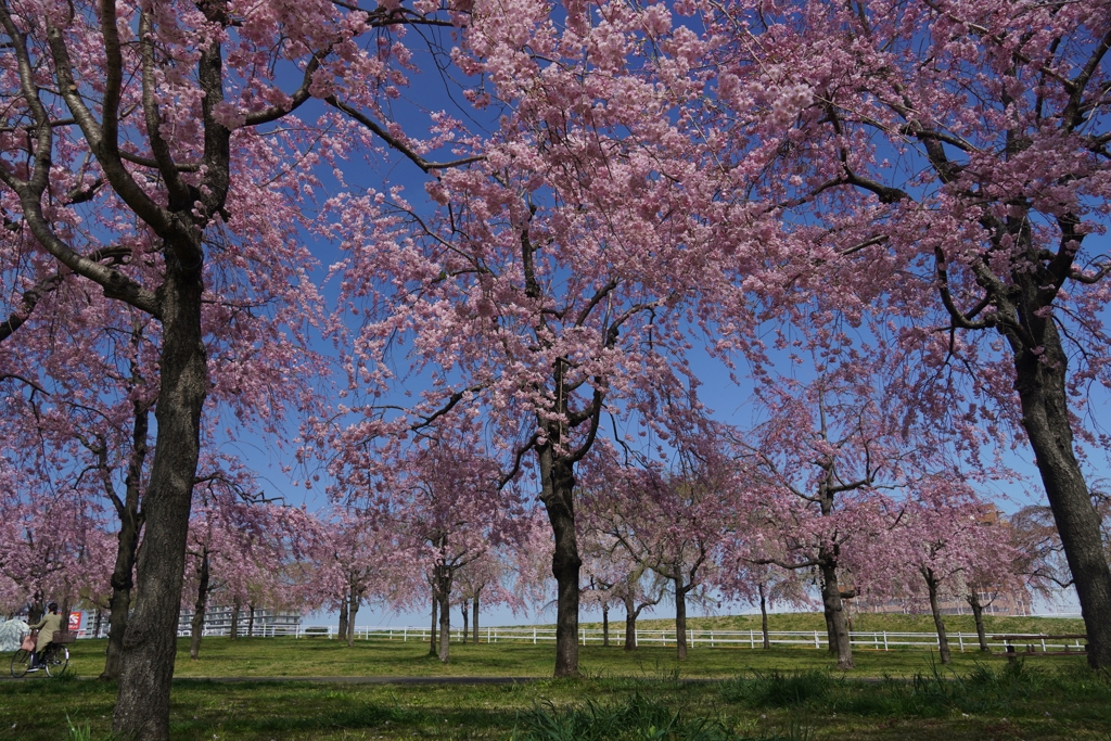 近所の公園