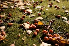 再び秋真っ盛り