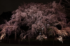 夜桜