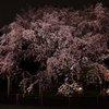 夜桜