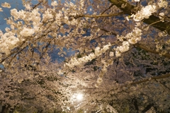 夜桜　