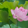 不忍池　蓮