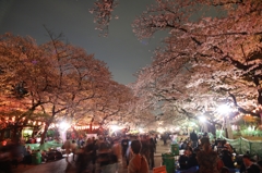 上野　夜桜