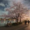 不忍の池　桜