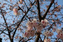 隅田川の桜