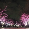 上野桜ライトアップ
