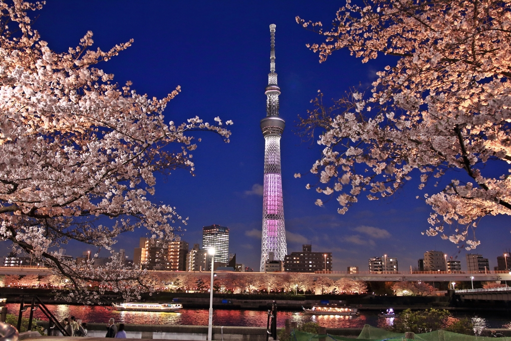 スカイツリーと桜　次の日