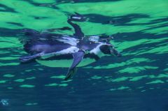 ペンギン