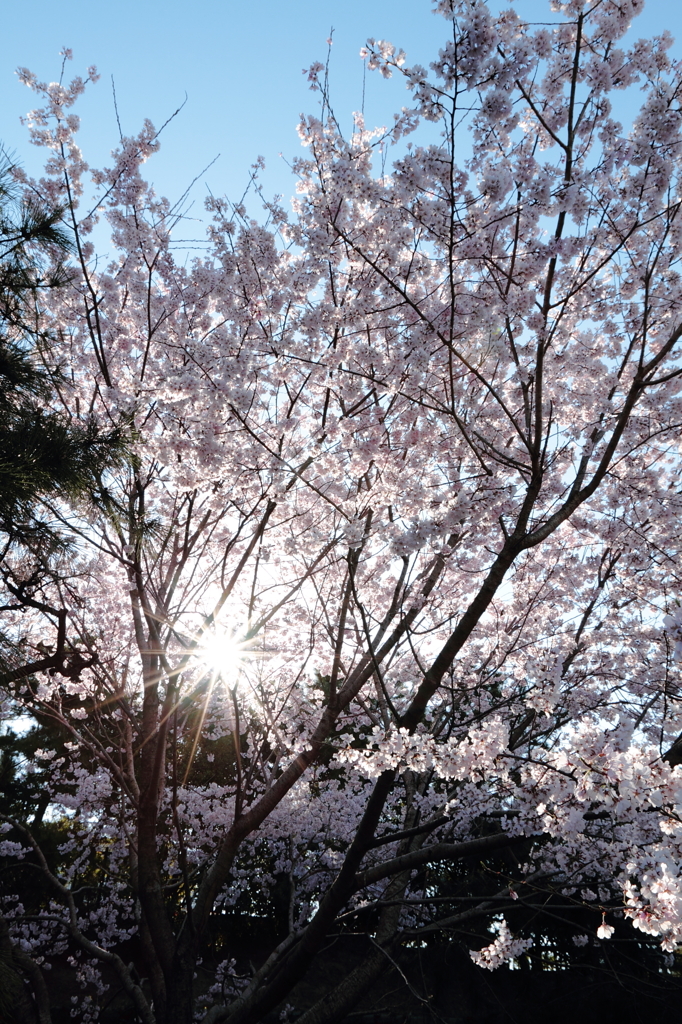 桜色