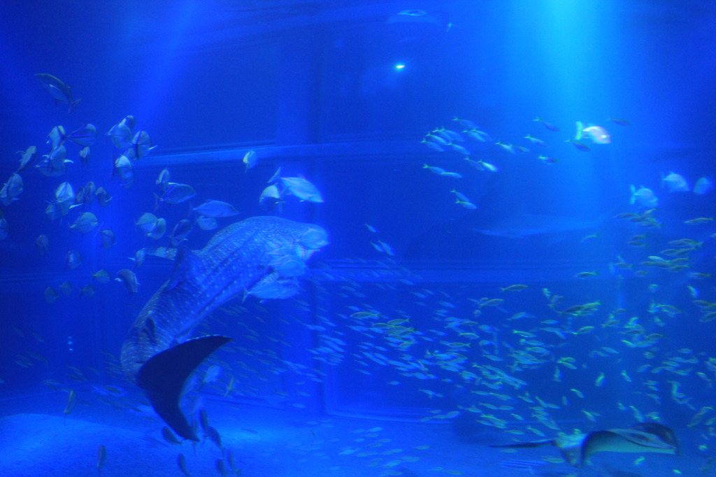 DEEP BLUE