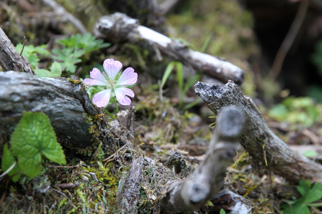 剣山の花