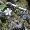 剣山の花