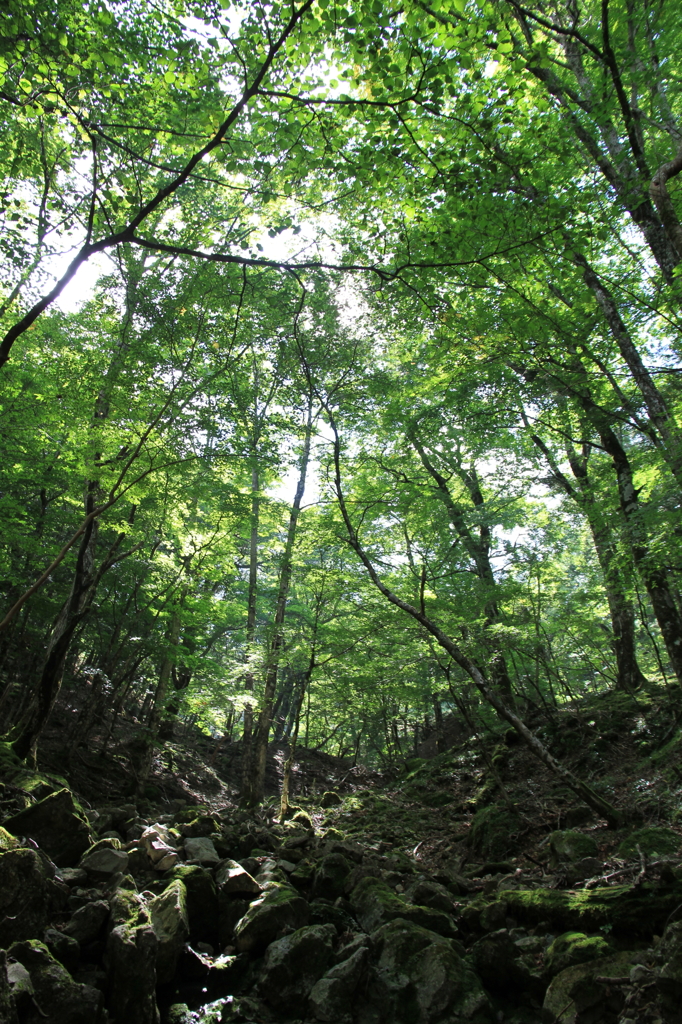 西大台ヶ原の風景