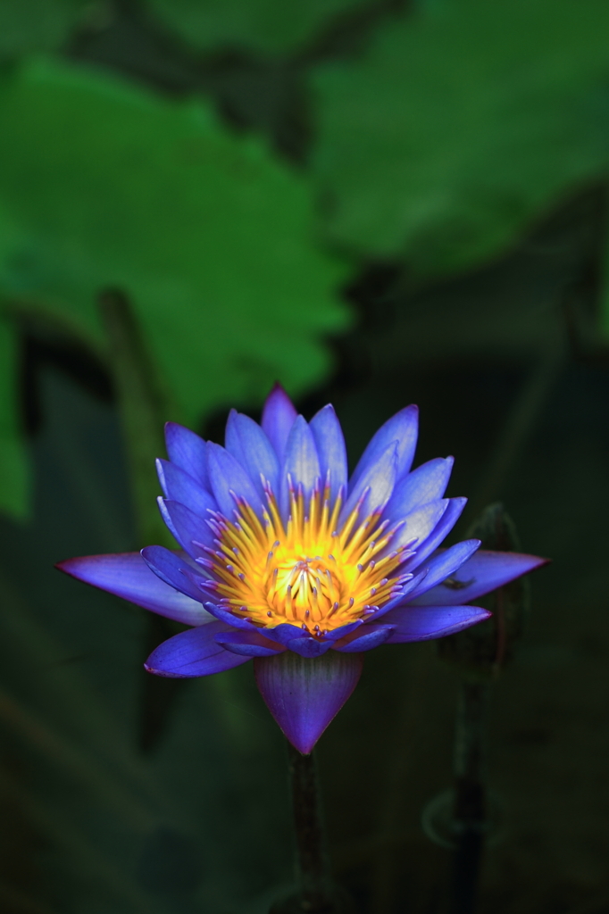 Water Lily