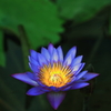 Water Lily