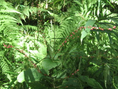 リトルガーデン