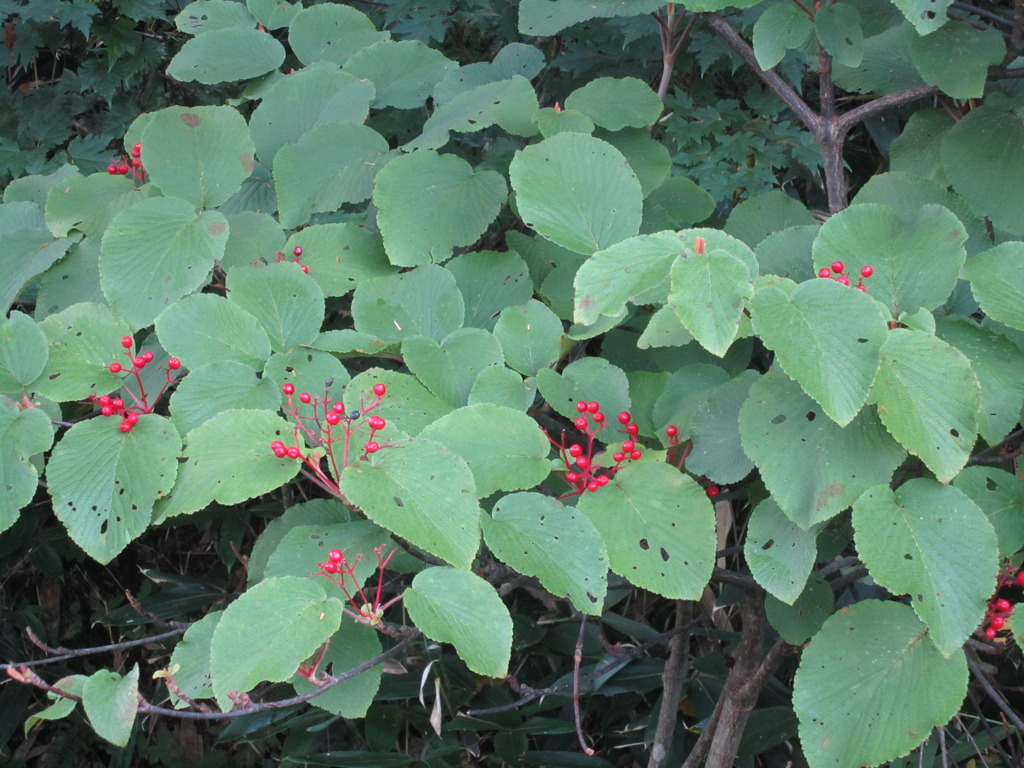 尾瀬　食べられそうな木の実