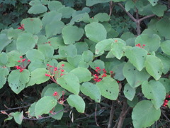 尾瀬　食べられそうな木の実