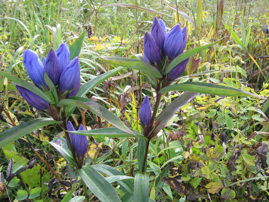 尾瀬　エゾリンドウ