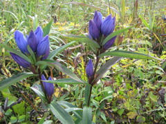 尾瀬　エゾリンドウ