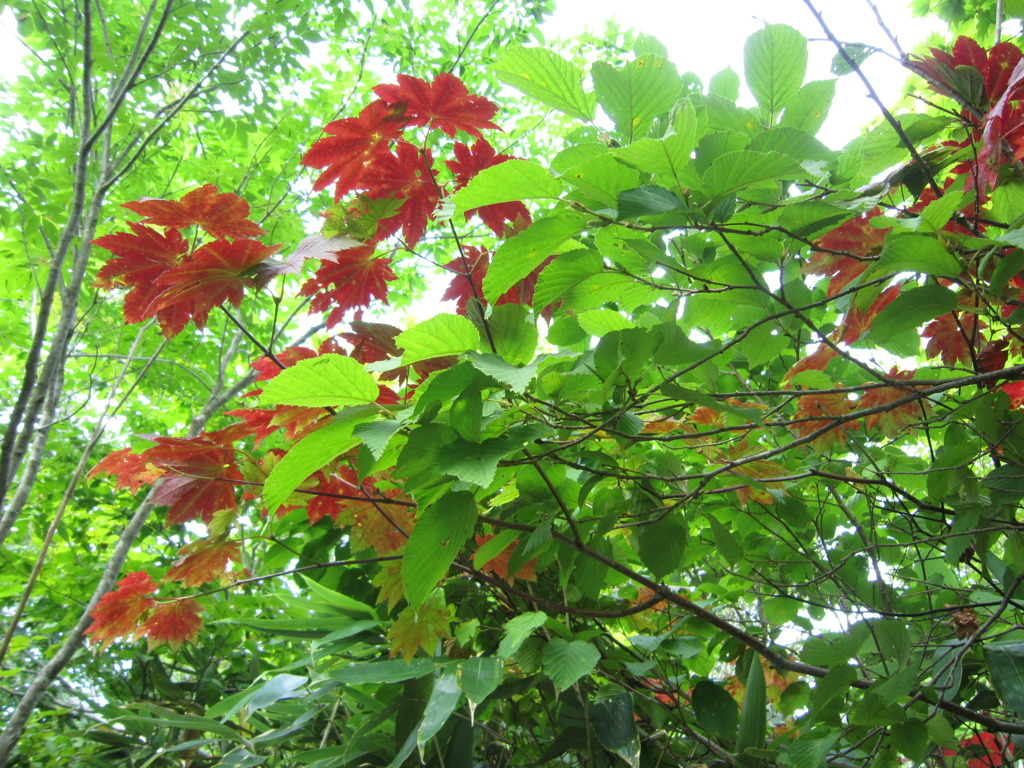 尾瀬　秋までもう少し