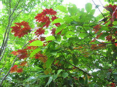 尾瀬　秋までもう少し