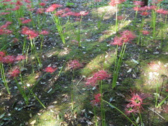 スポットライト