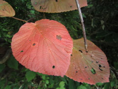 尾瀬　秋までもう少し