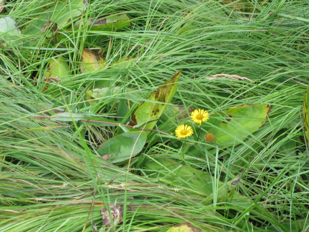 尾瀬　たんぽぽ？