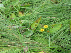 尾瀬　たんぽぽ？