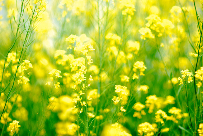 菜の花